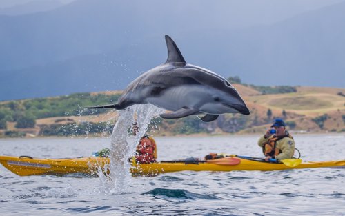 Wildlife Kayaking Adventure in Kaikoura