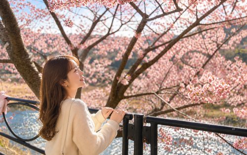【Izu Cherry Blossom and Plum Blossom One-Day Tour】Kawazu Cherry Blossoms・Atami Plum Garden・Fruit Park Strawberry Picking|Departing from Tokyo Ginza