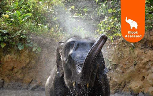 Krabi Elephant Care House Ervaring