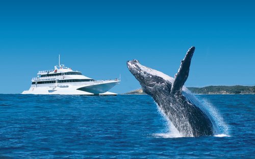 Whale Watching Day Cruise with Dolphin Feeding
