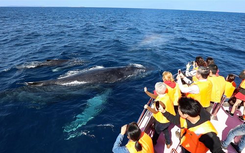  Whale Watching in Okinawa (Naha Departure)