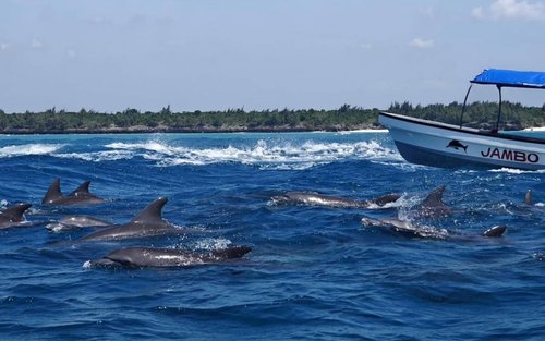 Mnemba island snorkeling tours & Dolphin Tours Zanzibar Half-day Private & Dolphin Watching Tour
