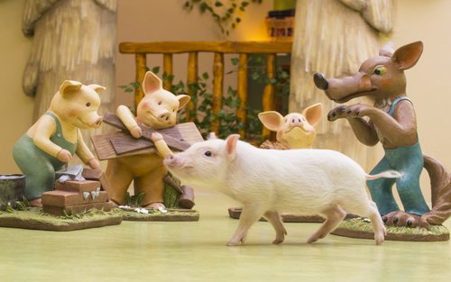 Micro Pig Cafe Experience in Harajuku