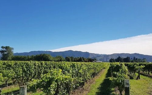 Marlborough Half-Day Wine Tasting Tour from Picton