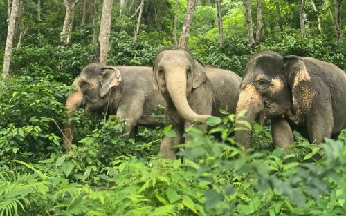 Phuket Elephant Conservation Experience