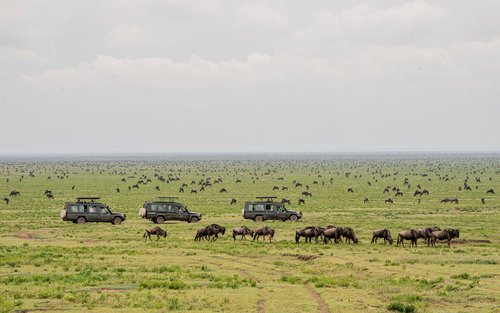 Arusha 5-dagers Serengeti Ngorongoro dyrelivseventyr