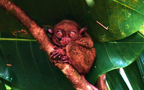 Tour privato di un'intera giornata delle Chocolate Hills e del Santuario dei Tarsier di Bohol
