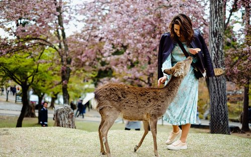 Nara Charter Car Customizable 1-Day Trip (from Kyoto)