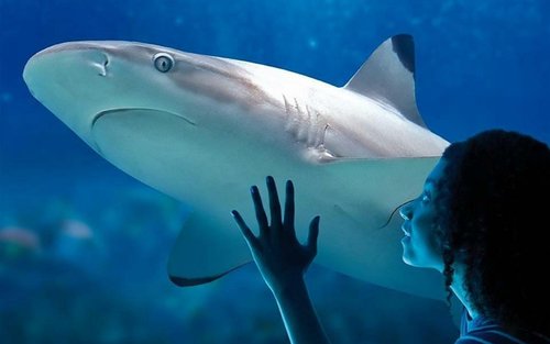 堪薩斯城海洋生物館門票