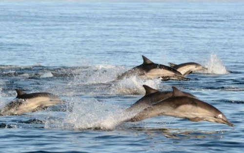 Pengembaraan Menonton Paus dan Lumba-lumba di San Diego