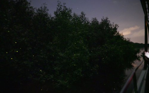 กิจกรรมให้อาหารนกอินทรีในกัวลาเซลังงอร์ พร้อมชมหิ่งห้อยและทะเลเรืองแสง