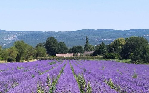 Plateau de Valensole Half-Day Tour from Aix-en-Provence