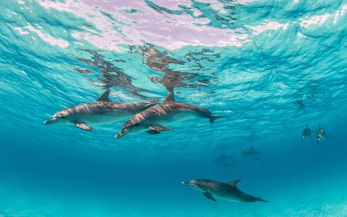 Hurghada: Paglalakbay sa Bangka para sa Panonood ng mga Dolphin kasama ang Snorkeling at Pananghalian