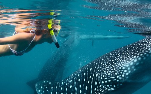 Oslob Whale Shark Watching Experience in Cebu