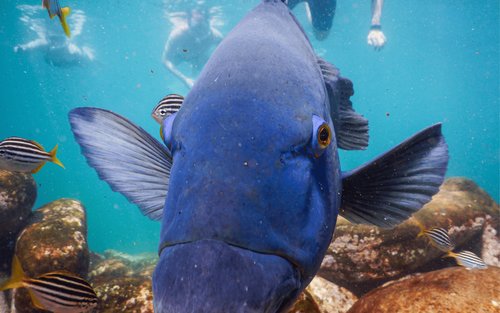 90分鐘浮潛體驗拼團遊