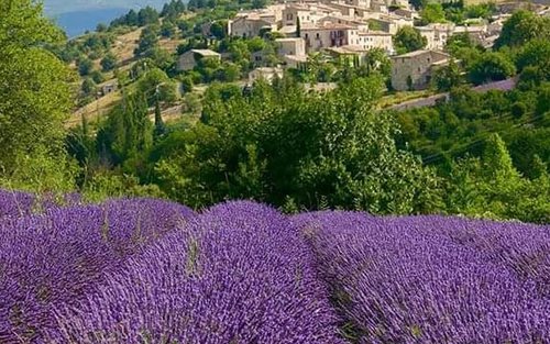 ソー村 ラベンダー畑 モーニングツアー（パリ発）