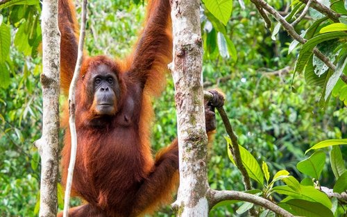 Semenggoh Wildlife Centre Half Day Trip from Kuching