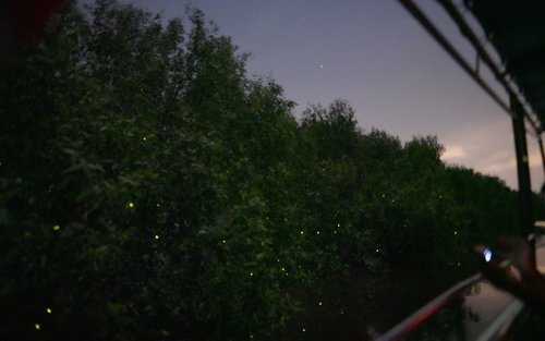 Esperienza di crociera in barca per ammirare le lucciole a Kuala Selangor