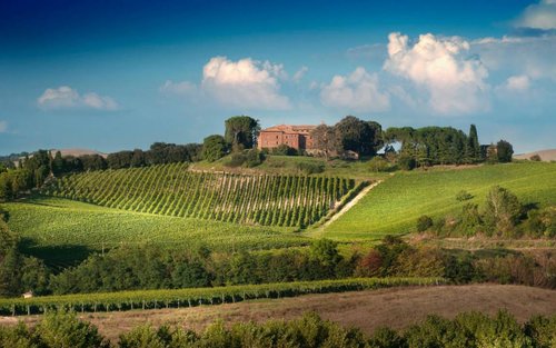 Weinberglandschaft mit Castello Tricerchi auf einem Hügel in Montalcino