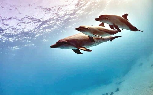 Hurghada: Dolphin Watching Boat Tour with Snorkeling & Lunch