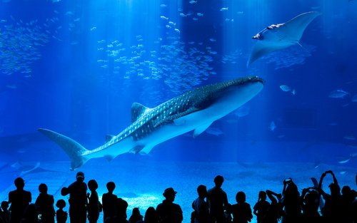 Okinawa Churaumi Aquarium & American Village Tour (Departure from Naha/Chatan)