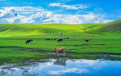 Summer Grassland | 5 Days in Hulunbuir, Inner Mongolia