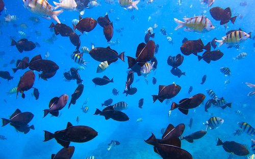 アートパネル　ハワイ　ワイキキ　オアフ　イルカ　リゾート　海　珊瑚礁　魚　熱帯魚 アートパネル ハワイ ワイキキ オアフ イルカ リゾート 海