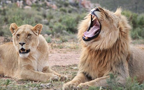 Cape Town Full Day Safari