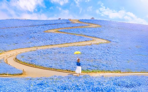 [A Perfect Day Trip: Ibaraki Flower Park & Gourmet Food] Oarai Isosaki Shrine, Nakaminato Seafood Market, Hitachi Seaside Park | Departs from Tokyo