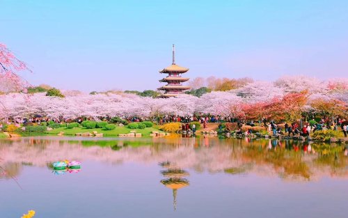 知樱武汉：磨山樱花园+户部巷+黄鹤楼+江汉路步行街+长江荣耀号夜游船一日游