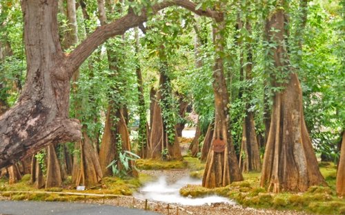Chiang Mai Changthong Heritage Park Halbtages-Naturtour
