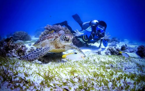 Conquer New Depths: Panglao's Advanced Course with PADI 5* Center