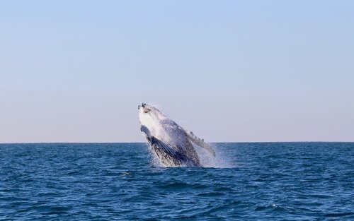 Newcastle Whale Watching Cruise
