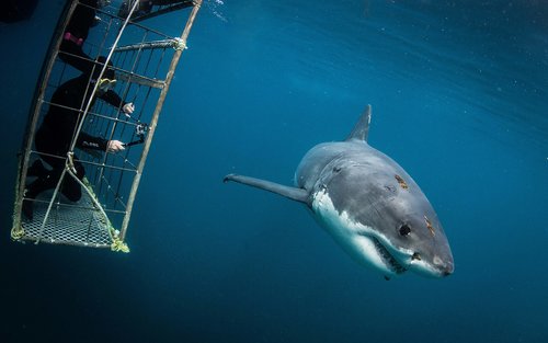 SHARK EXPLORERS: Погружение в клетке к акулам в Саймонстауне, Кейптаун