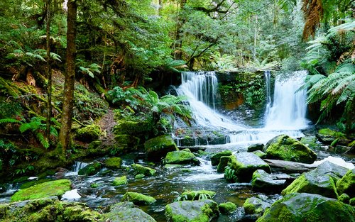 Mount Field, Bonorong Wildlife Sanctuary en Richmond Tour