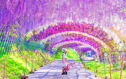 Excursion d'une journée à Kitakyushu pour admirer les fleurs : visite du port de Moji, du marché de Karato, du château de Kokura et du jardin de glycines de Kawachi pour admirer les glycines (départ de Fukuoka)
