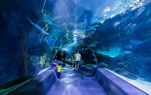 Sea Life Bangkok Ocean World Ticket