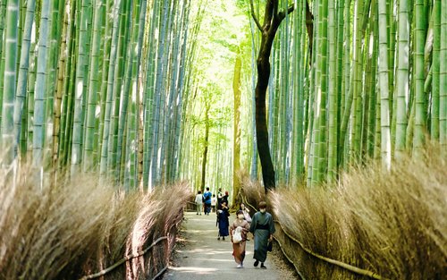 Kyoto Arashiyama 3-Hour Private Nature & Monkeys Tour