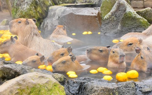 Izu Shaboten Zoo Ticket in Shizuoka