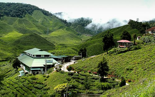 Cameron Highland Day Tour from Kuala Lumpur 