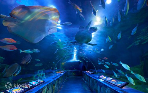 しながわ水族館 入場チケットの予約 | Klook