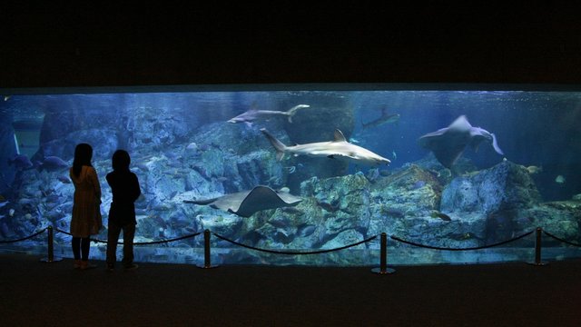 Umitamago Aquarium Oita Tickets