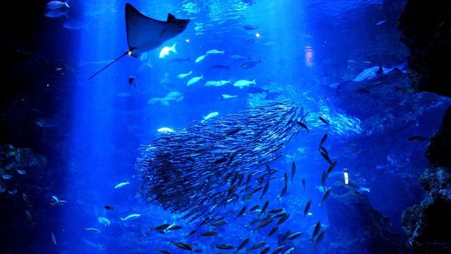 Kyoto Aquarium Tickets