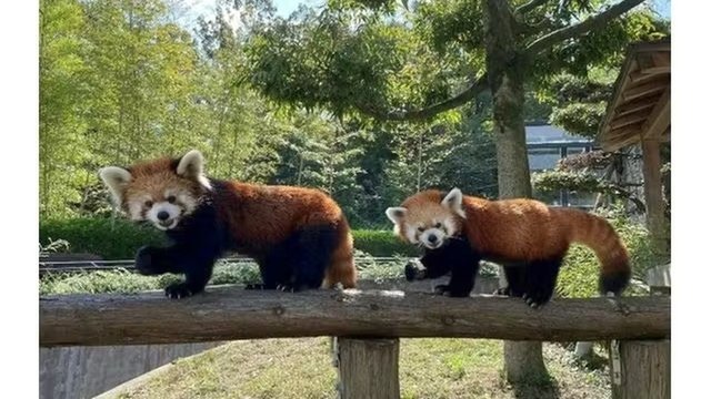 Asa Zoological Park: Hiroshima&rsquo;s City Zoo
