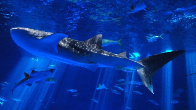 Kagoshima City Aquarium Tickets
