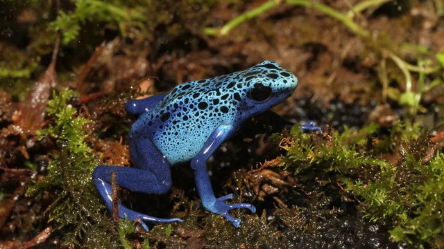 KawaZoo: The Interactive Frog Museum in Izu