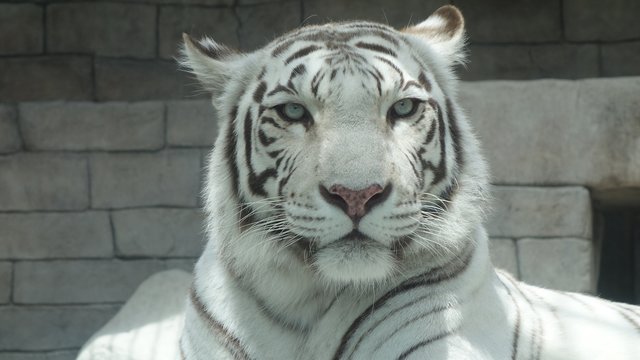 Tobu Zoo Tickets