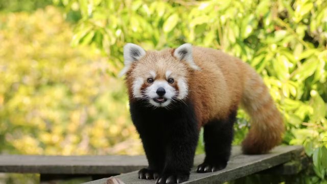 Ishikawa Zoo: A Family Day Out near Kanazawa