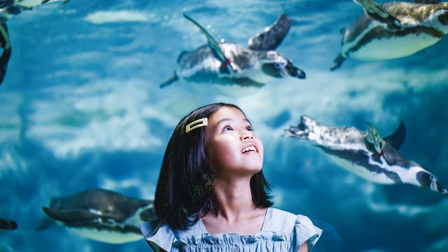 DMM Kariyushi Aquarium Tickets
