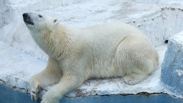 Tennoji Zoo Tickets